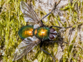 Gymnocheta viridis